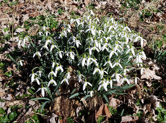 Snowdrops blooming in spring