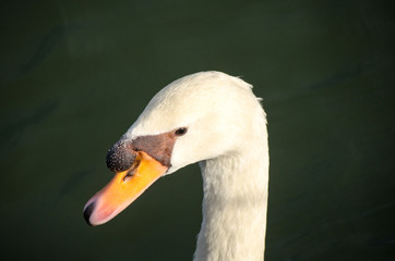 White Swan swimming in the lake.