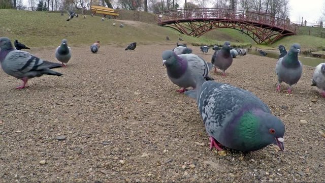 Doves eating outdoors