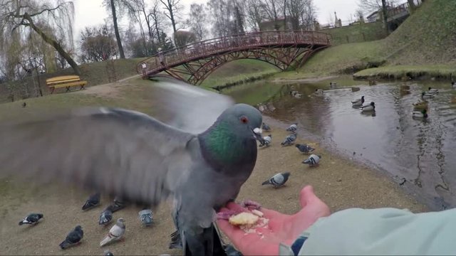 Dove flying to the hand