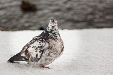 Very beautiful little dove with an interesting pattern of feathers close-up.