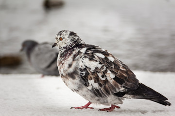 Very beautiful little dove with an interesting pattern of feathers close-up.