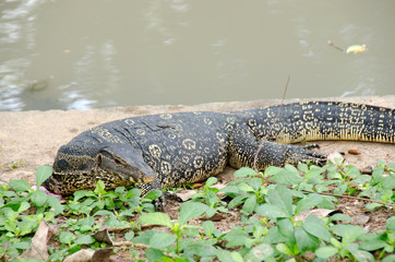 Asian water monitor (Varanus salvator) is on the waterfront