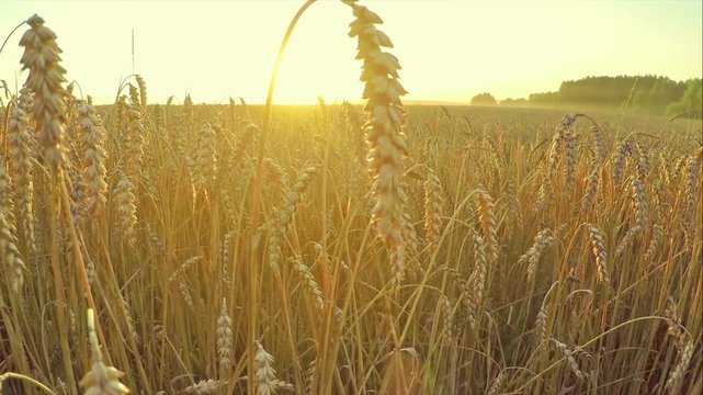 Wheat field