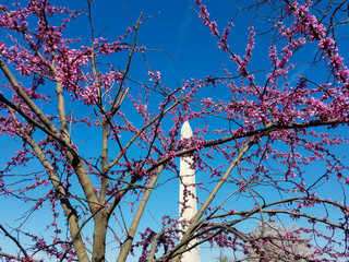 Cherry Blossom Festival in Washington DC, USA