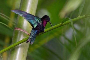 Colibri madère