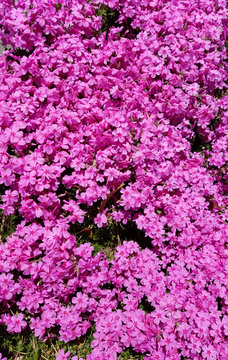 Wax-myrtle pink flower bed