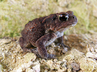 a young important puffy toad with bulging eyes sits on the sand in anticipation of a prince.