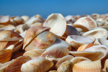 Pile of seashells closeup on the seashore against the blue sky