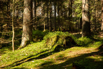 Landscape picture from the national park in Bavaria