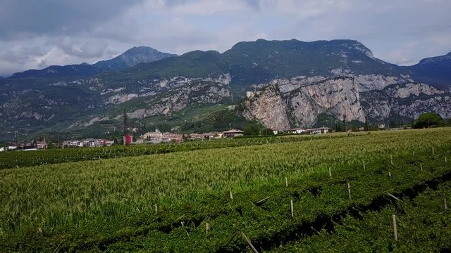Aerial view of vineyards near Arco near Lake Garda, Trento, Italy, Europe