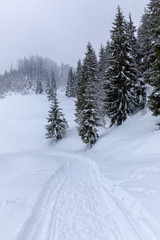 Landscape with snowy road in the winter through a pine forest