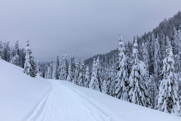 Landscape with snowy road in the winter through a pine forest