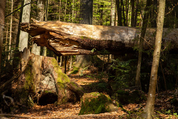 Landscape picture from the national park in Bavaria