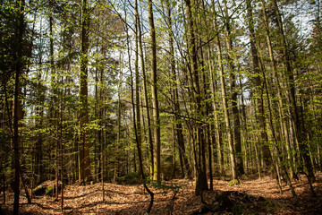 Obraz premium Landscape picture from the national park in Bavaria