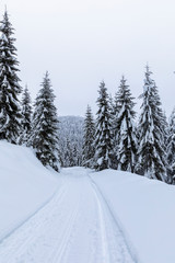 Landscape with snowy road in the winter through a pine forest