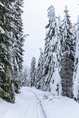 Fototapeta premium Landscape with snowy road in the winter through a pine forest