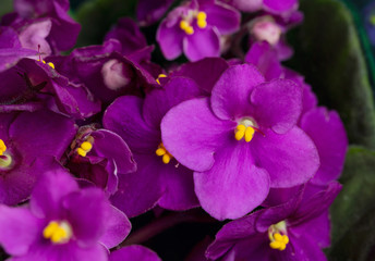 Flowering Saintpaulias, commonly known as African violet. Selective focus.