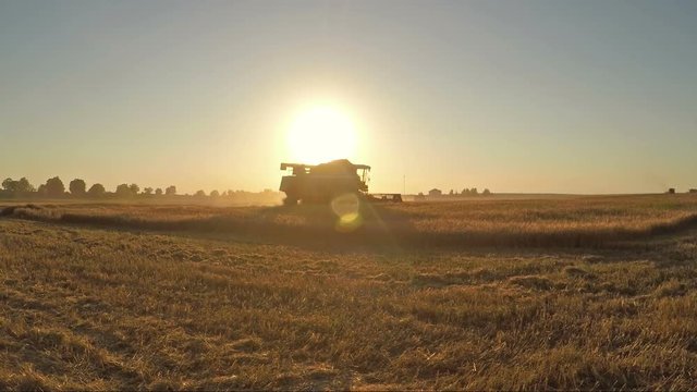 Harvesting Barley In August