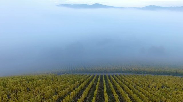 Vineyards in autumn, Ayler Kupp, Ayl, Saar Valley, Rhineland-Palatinate, Germany, Europe