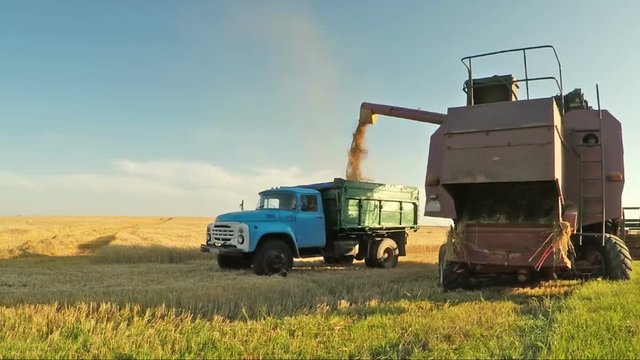 Harvesting barley into a truck