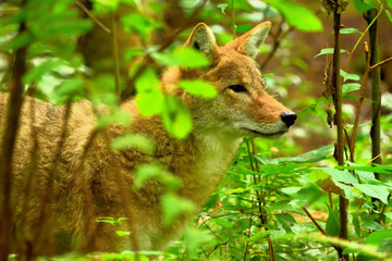 Coyote in the brush looking for prey.