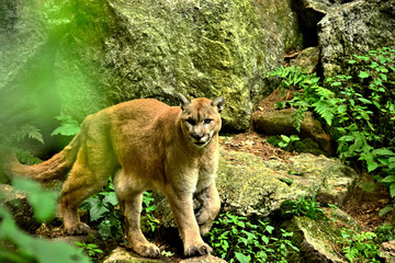 Fototapeta na wymiar Mountain Lion in it's natural habitat