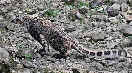 Snow leopard. Latin name - Uncia uncia	