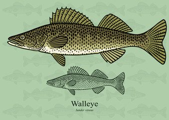 Walleye, Yellow pike. Vector illustration with refined details and optimized stroke that allows the image to be used in small sizes (in packaging design, decoration, educational graphics, etc.)