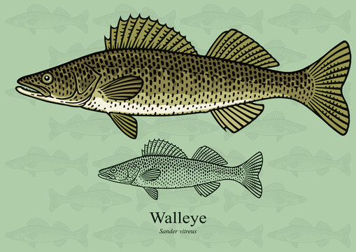 Walleye Graphic Images – Browse 507 Stock Photos, Vectors, and