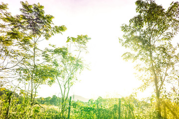 Beautiful flare light with green grass in the morning, Landscape nature background, Green tree with sunrise light, Shadow of tree from sun shine through the tree in Thailand, Peaceful place in rural