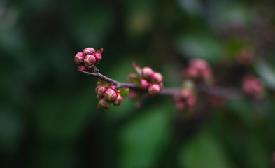 Branch with bud in early spring.