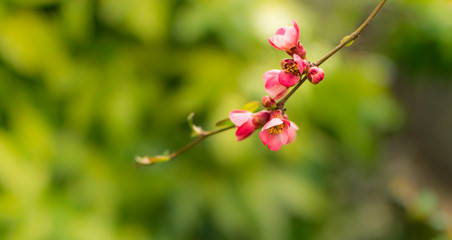 Pink bud flowers on brunch of apricot tree.