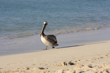 Birds walk on the beach, near the sea.