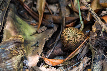 Single ripe balsa tree fruit on ground under trees