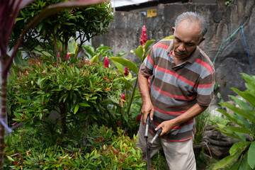 senior male gardener cutting some leaf
