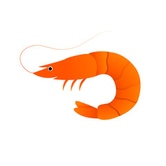 shrimp flat isolated illustration on white background