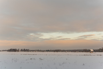 Bison Fields Bialowieza