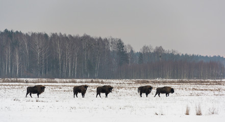 European Bison Bialowieza