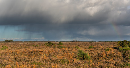 Rain Rainbow New Forest