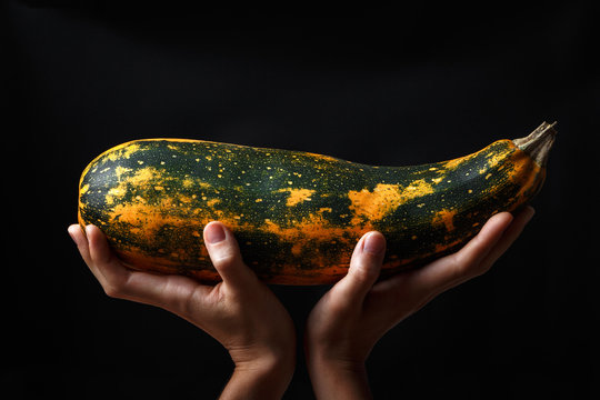 Beautiful colorful zucchini in female hahds on black background. Minimalism. Copy space. Vegetable, organic food concept.