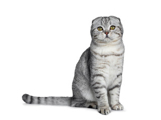 Handsome young silver tabby Scottish Fold cat kitten sitting side ways looking at camera with yellow eyes. Isolated on a white background. Tail behind body.