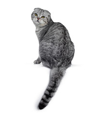 Handsome young silver tabby Scottish Fold cat kitten sitting backwards, looking over shoulder at camera with yellow eyes. Isolated on a white background. Tail hanging down from edge.