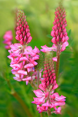 Fototapeta premium Saat-Esparsette (Onobrychis viciifolia) Blüten