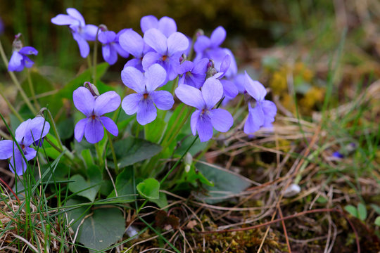 Wald-Veilchen (Viola reichenbachiana) Blüten