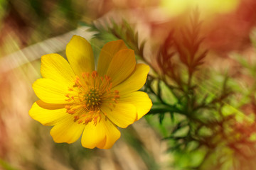 Yellow flower under the rays of the bright sun close up in summer (Ranunculus acris). copy space