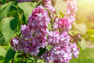 Spring branch of blossoming lilac. Copy space