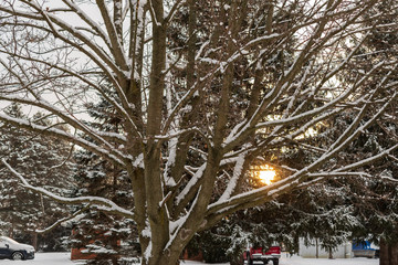 Winter scene that includes trees, snow and the sun
