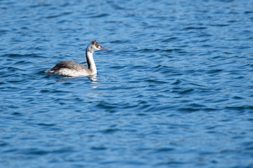 Great crested grebe swims in a river in winter.