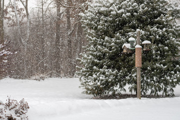 Winter scene that includes trees, snow and the sun